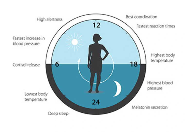 How Biological Clocks Shape Our Daily Rhythm