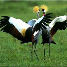 Танцы, песни и подарки: самые удивительные брачные ритуалы птиц