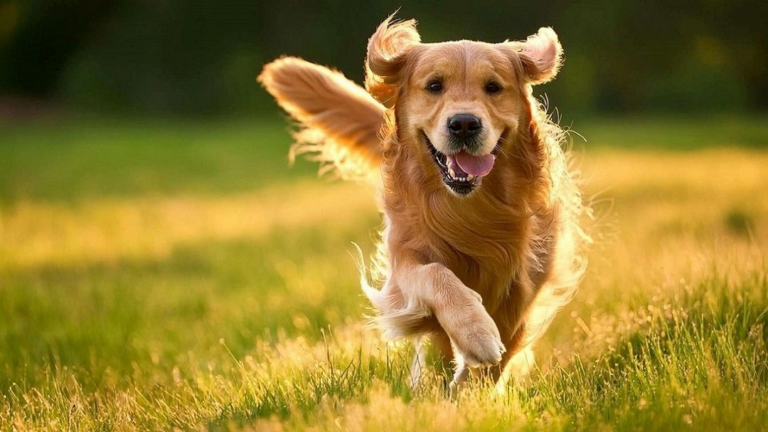 Баланың өтінішімен ит асырау керек пе