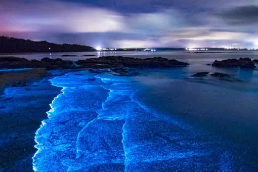 Биолюминесценция деген не