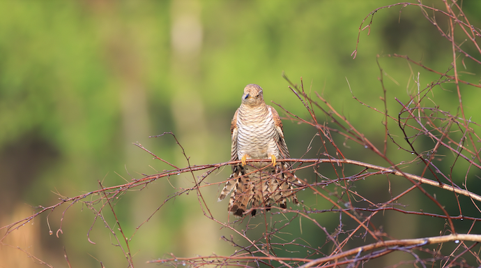 Неліктен көкек өз балапандарын өзі басып шығармайды