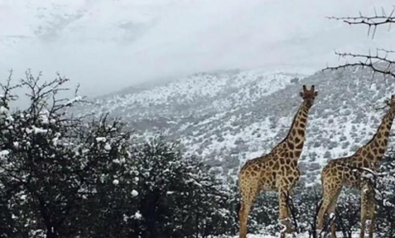 Ифран Африкадағы ең суық әрі қарлы қала