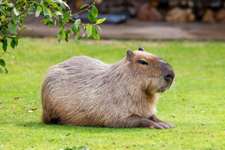 The Popularity of Capybaras